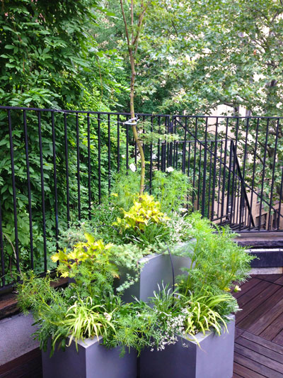 NYC Rooftop Summer Planting